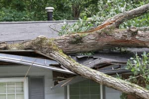 Tree on a home.